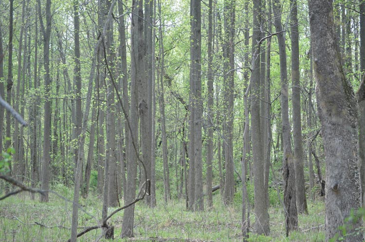 backyard_view_1