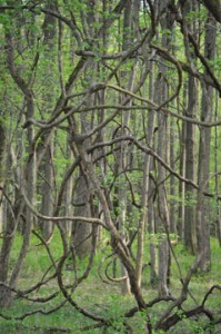 backyard_view_2